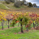 8 paradas perfectas en la hermosa región vinícola del condado de Mendocino