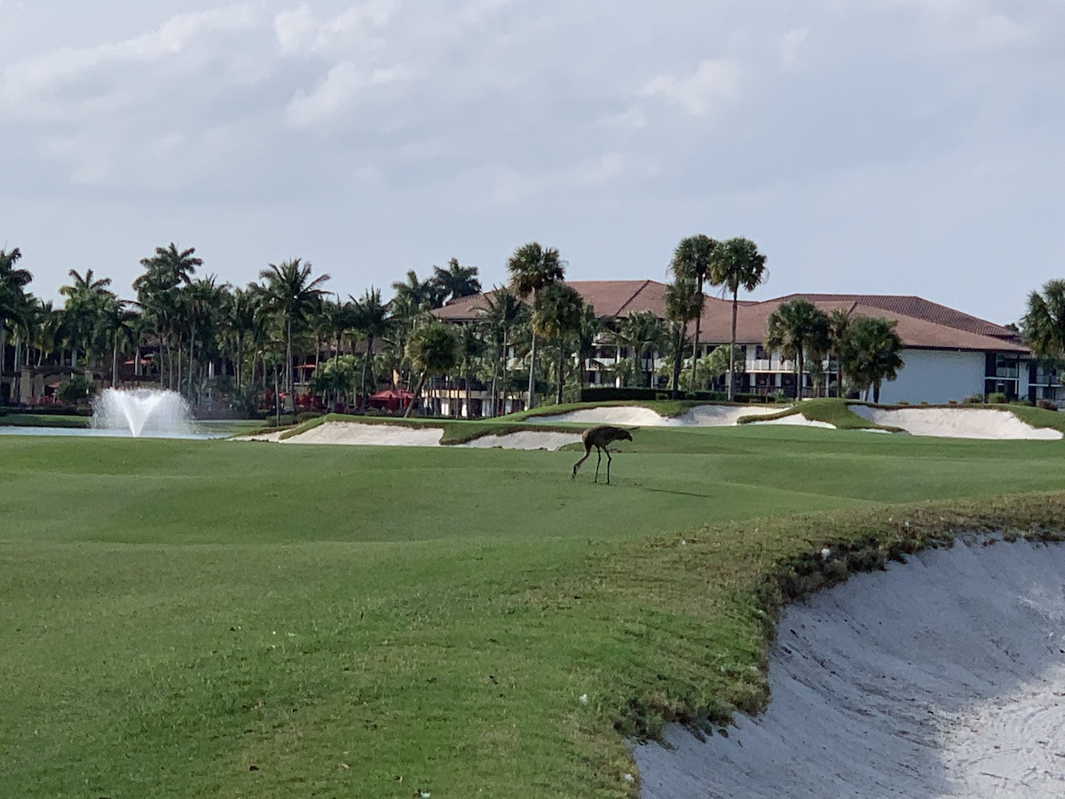 9 fantásticos campos de golf público para jugar en Florida - 13