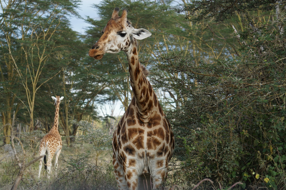 16 cosas que debe saber antes de su primera visita a Kenia - 1