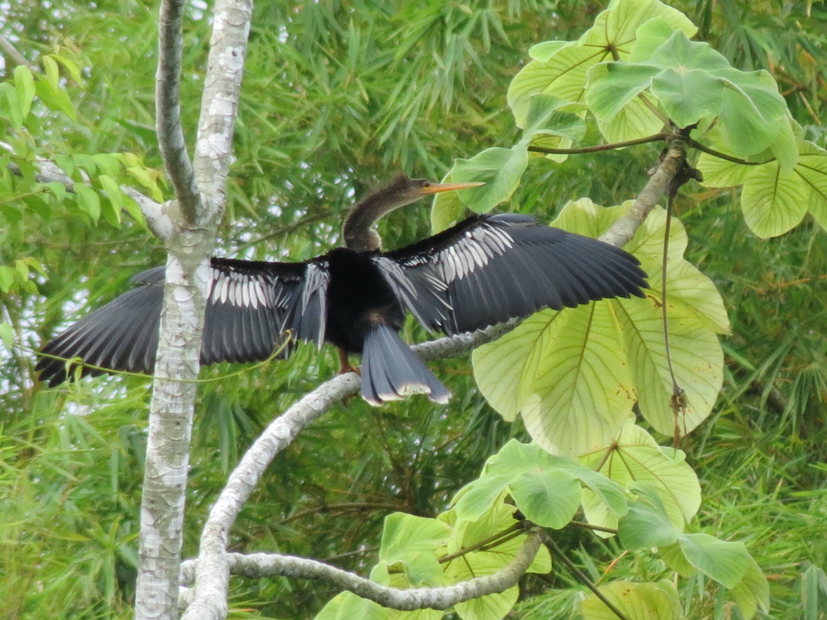 16 Aventuras increíbles en la selva tropical de Panamá - 13