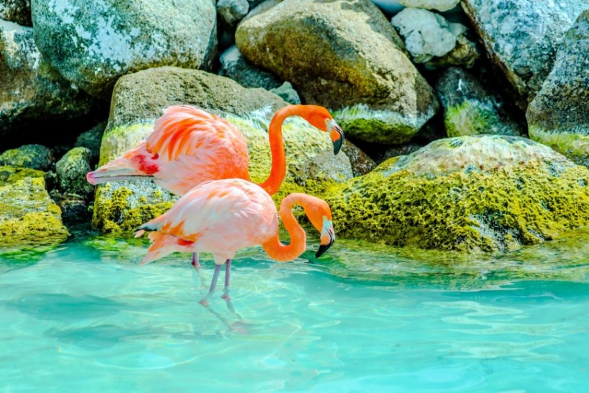 6 mejores islas del Caribe holandés para visitar - 11