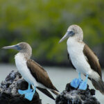 10 animales más geniales de Galápagos