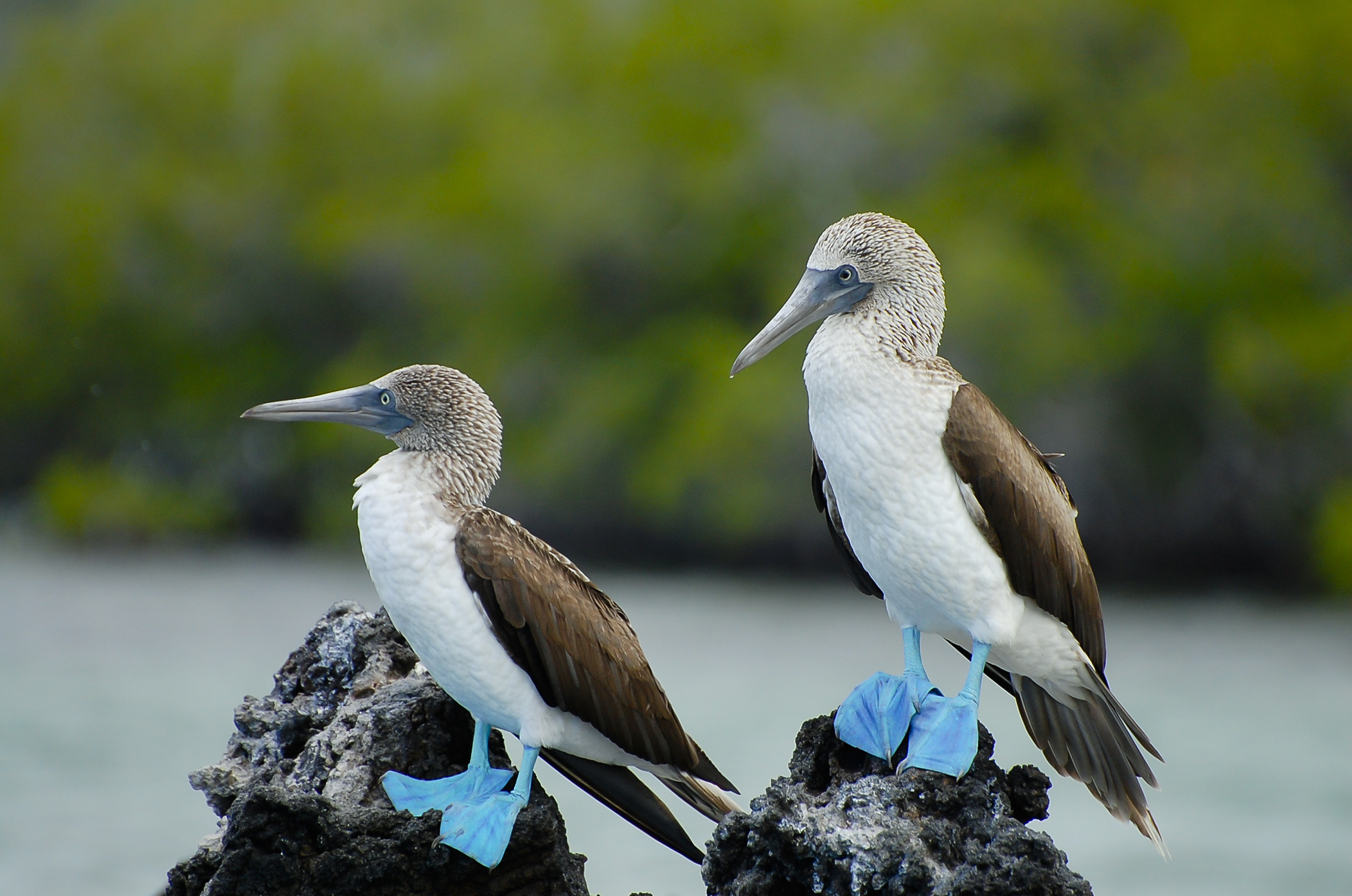 10 animales más geniales de Galápagos - 479