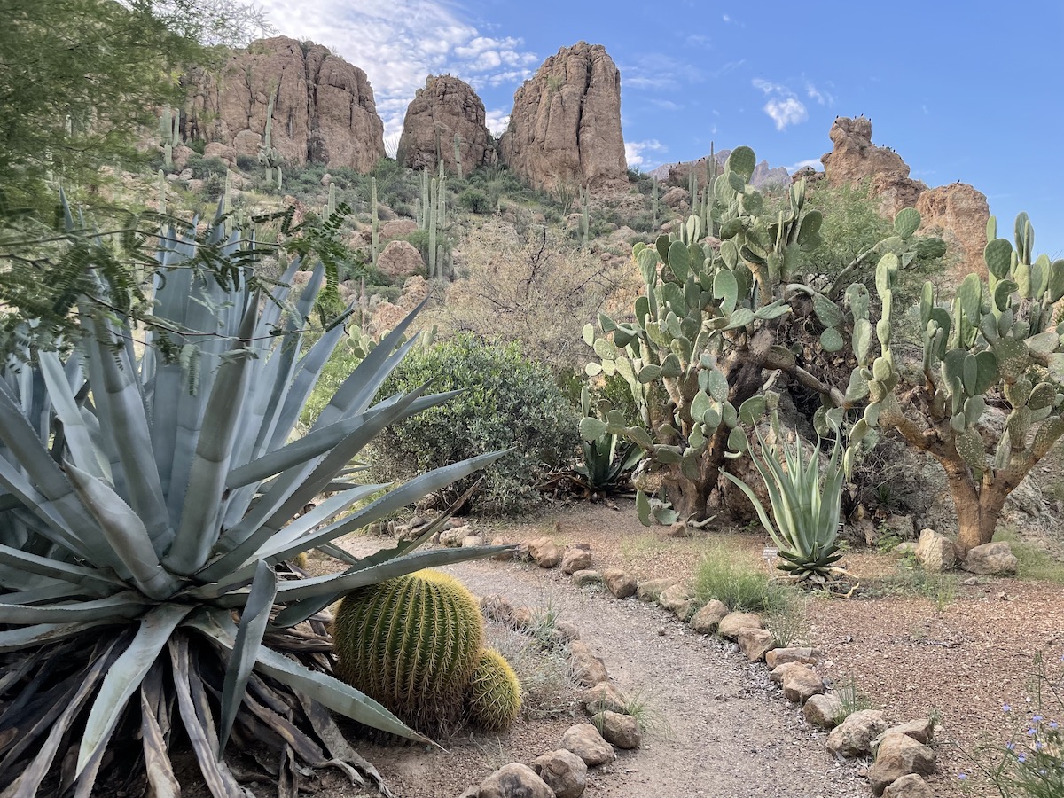 8 mejores experiencias en Phoenix para los amantes de la naturaleza, sin senderismo extenuante - 9