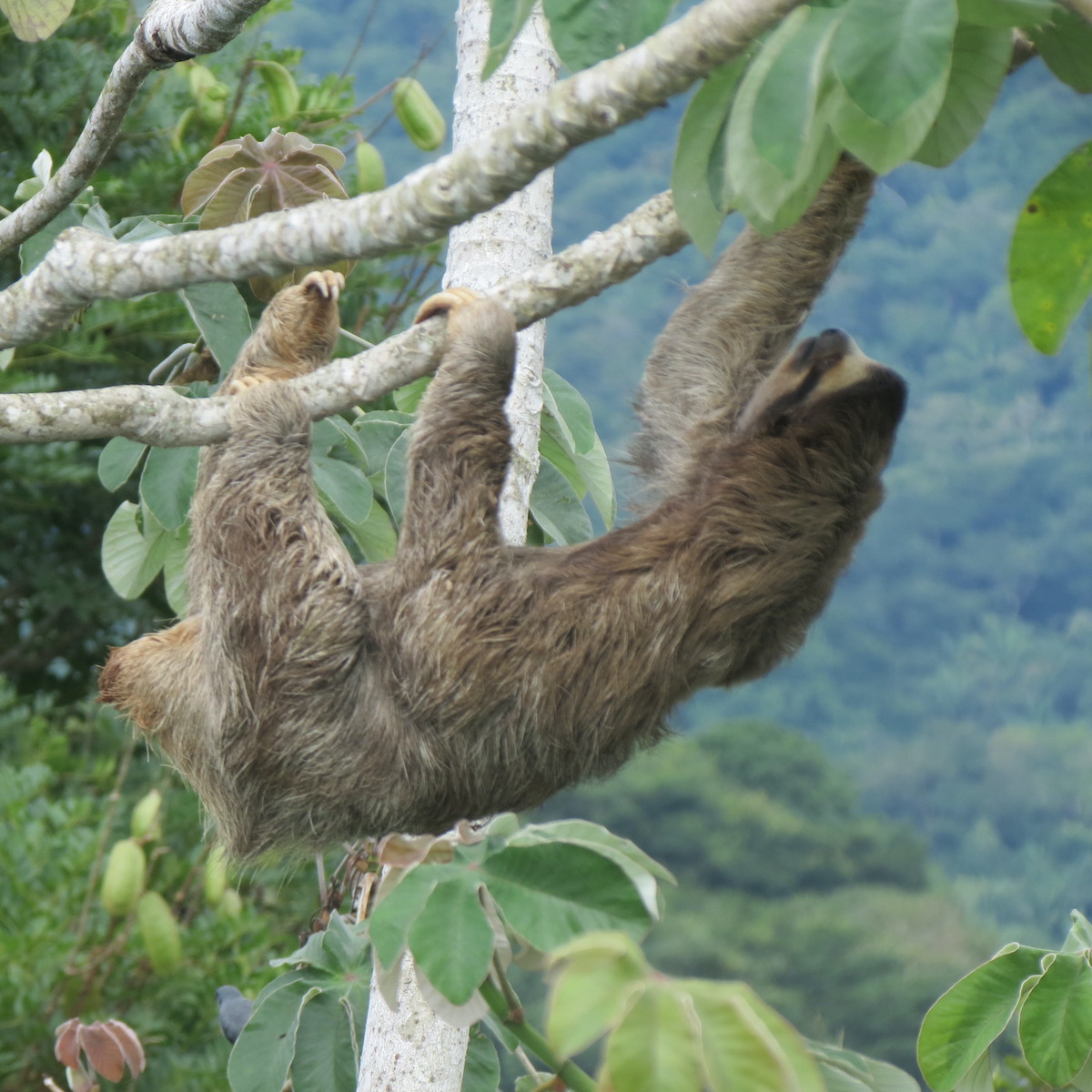 16 Aventuras increíbles en la selva tropical de Panamá - 9