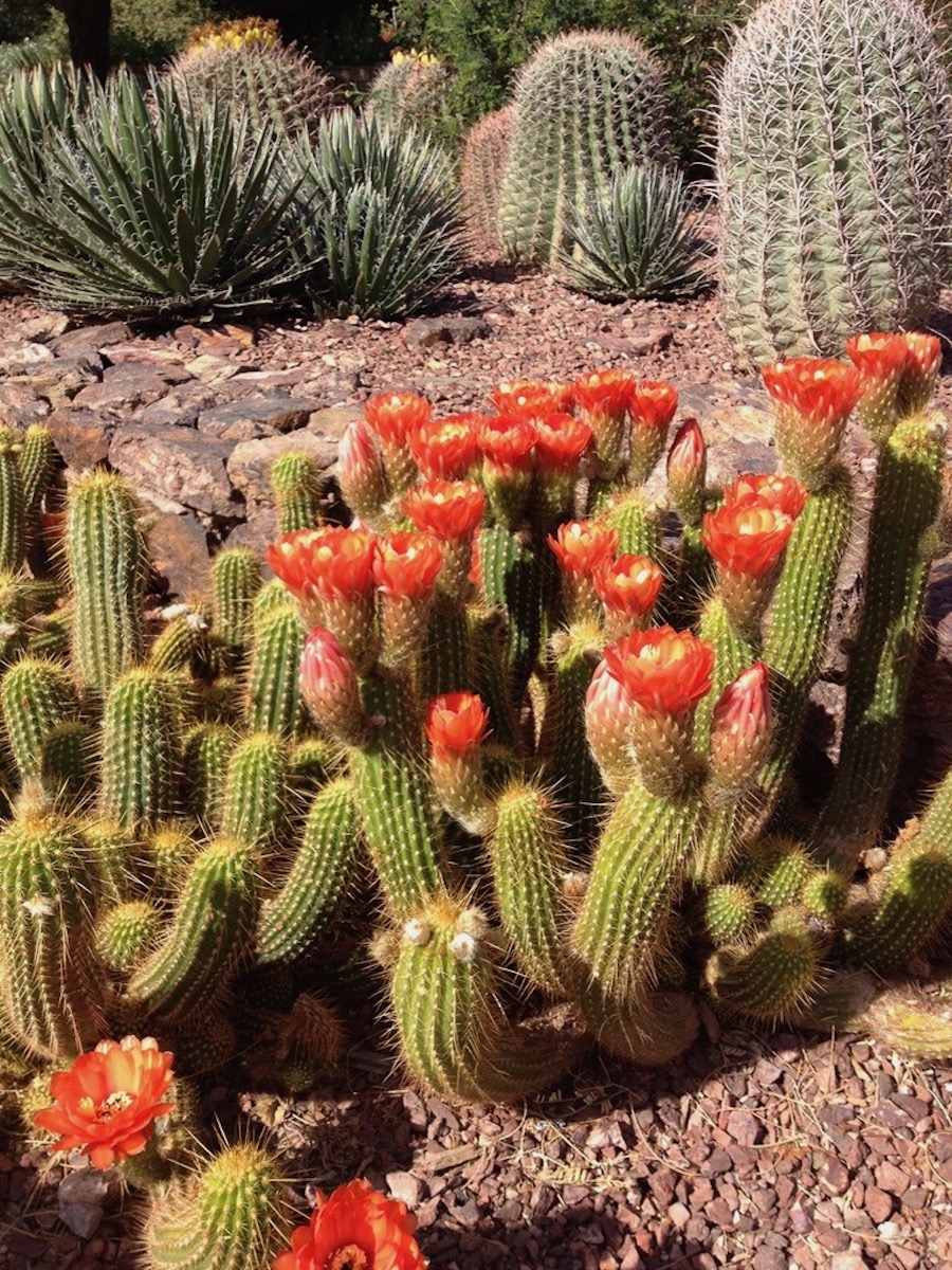 8 mejores experiencias en Phoenix para los amantes de la naturaleza, sin senderismo extenuante - 49