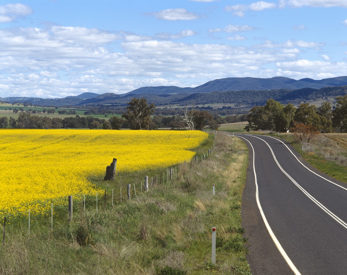 Mis 7 lugares favoritos para disfrutar de las flores de primavera en Australia - 17