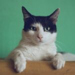 11 cosas que debe saber sobre la sedación de gatos para viajar