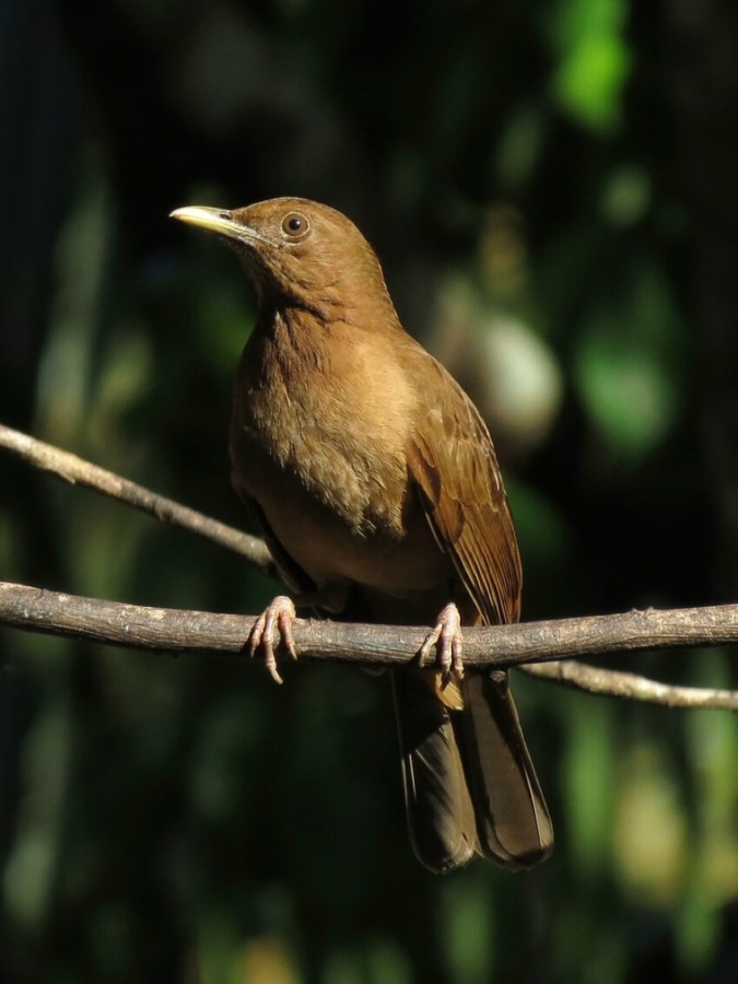 22 animales de Costa Rica más impresionantes y únicos - 15