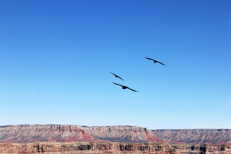 Entra en el reino del águila en el skywalk de Grand Canyon - 35