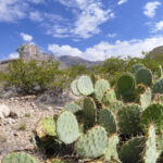 12 mejores cosas que hacer en el Parque Nacional de las Montañas Guadalupe