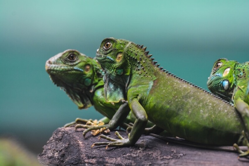 22 animales de Costa Rica más impresionantes y únicos - 33