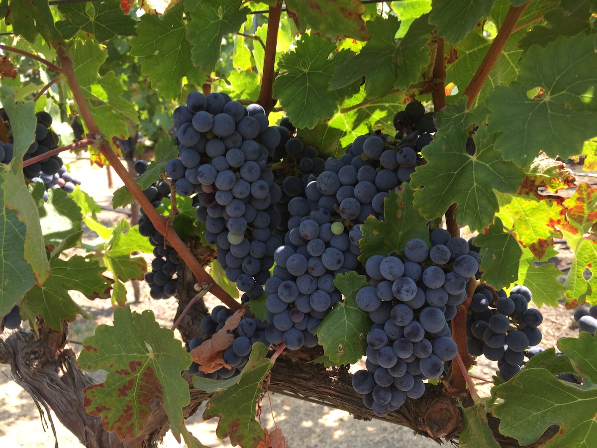9 cosas que debe saber antes de inscribirse para recoger uvas durante la cosecha de vino - 7