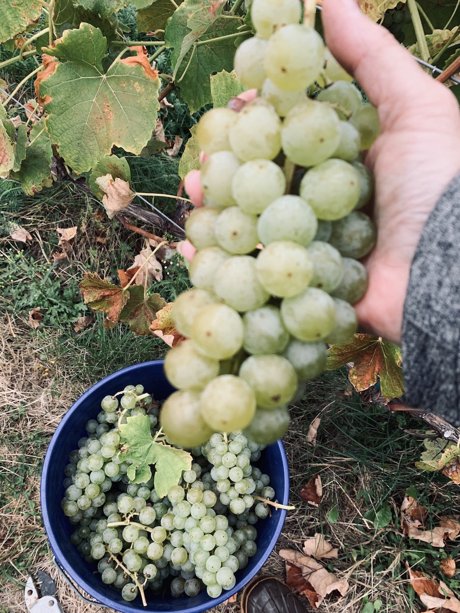 9 cosas que debe saber antes de inscribirse para recoger uvas durante la cosecha de vino - 17