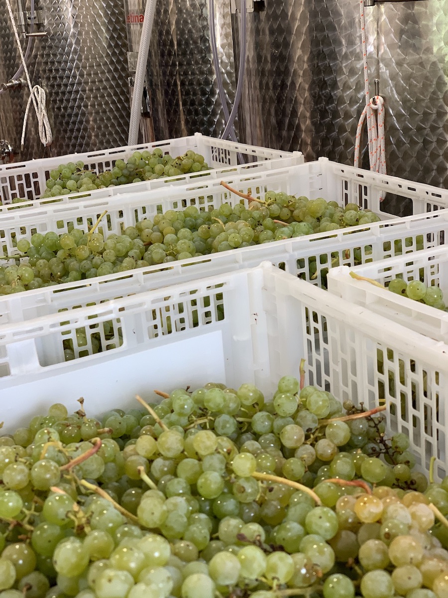 9 cosas que debe saber antes de inscribirse para recoger uvas durante la cosecha de vino - 15