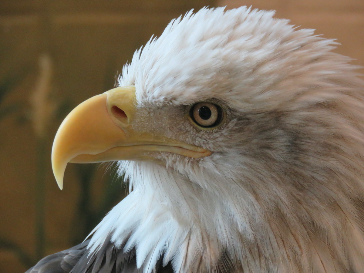 11 Increíbles lugares de observación de águila a lo largo del río Mississippi - 7