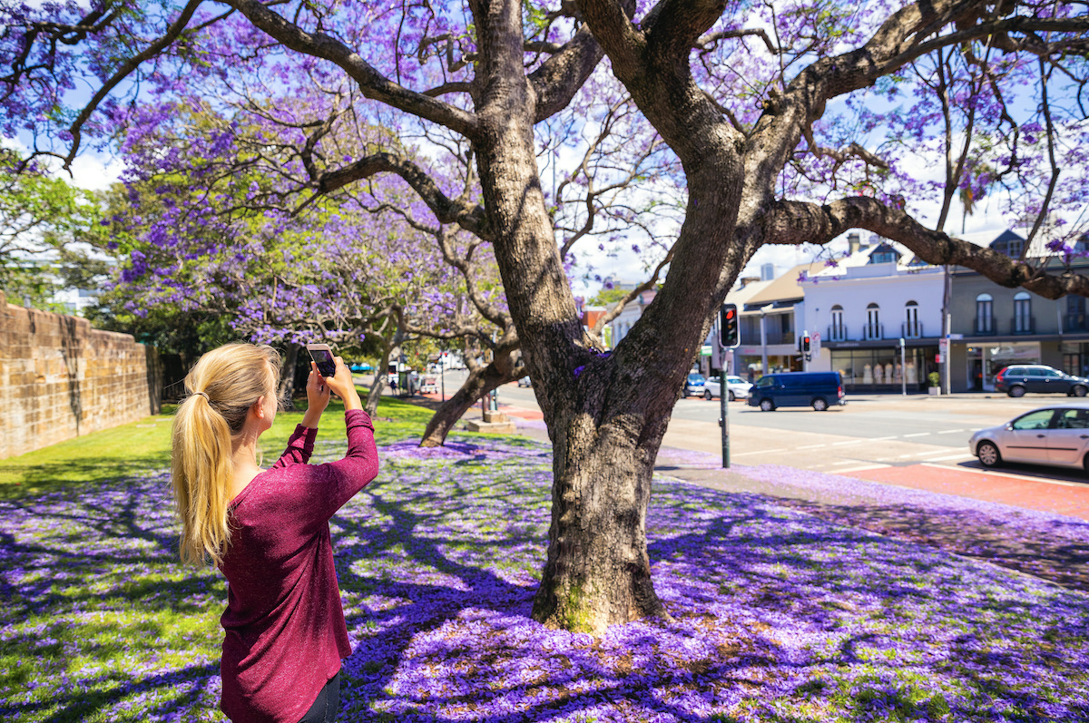 Mis 7 lugares favoritos para disfrutar de las flores de primavera en Australia - 443