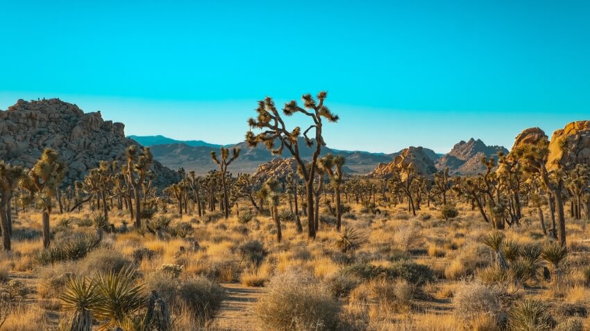 12 mejores cosas que hacer en el desierto de Mojave - 17