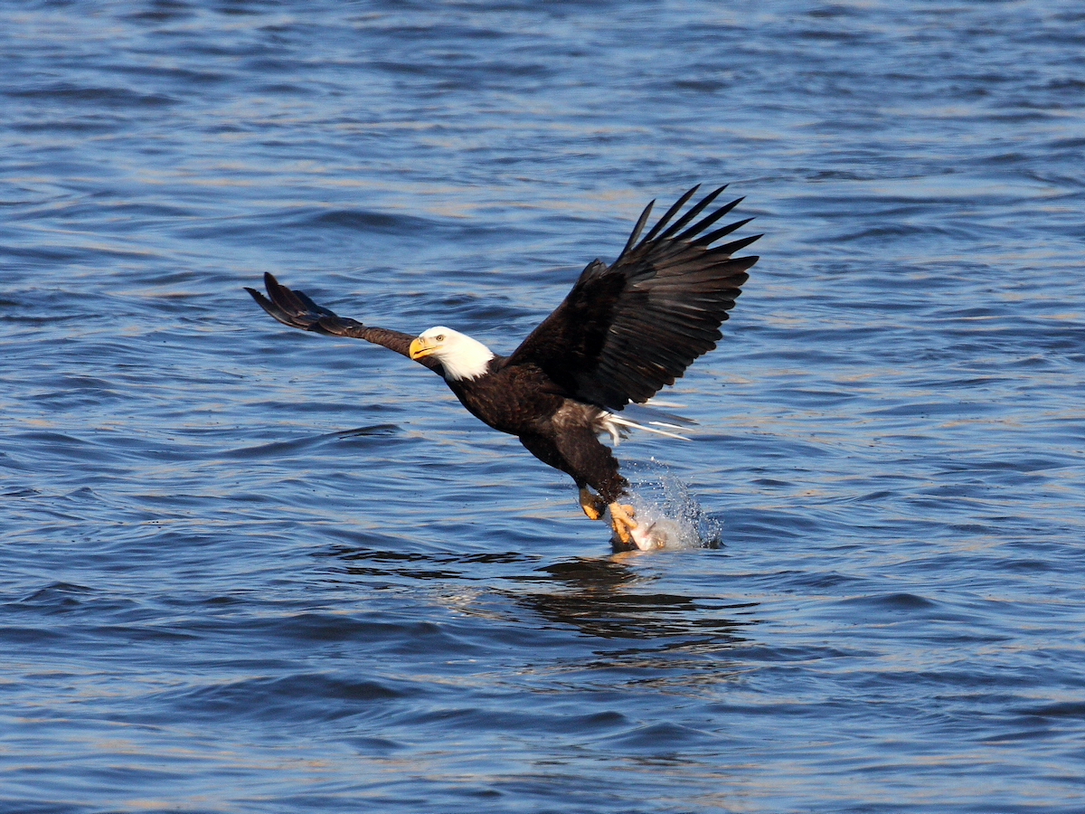 11 Increíbles lugares de observación de águila a lo largo del río Mississippi - 13