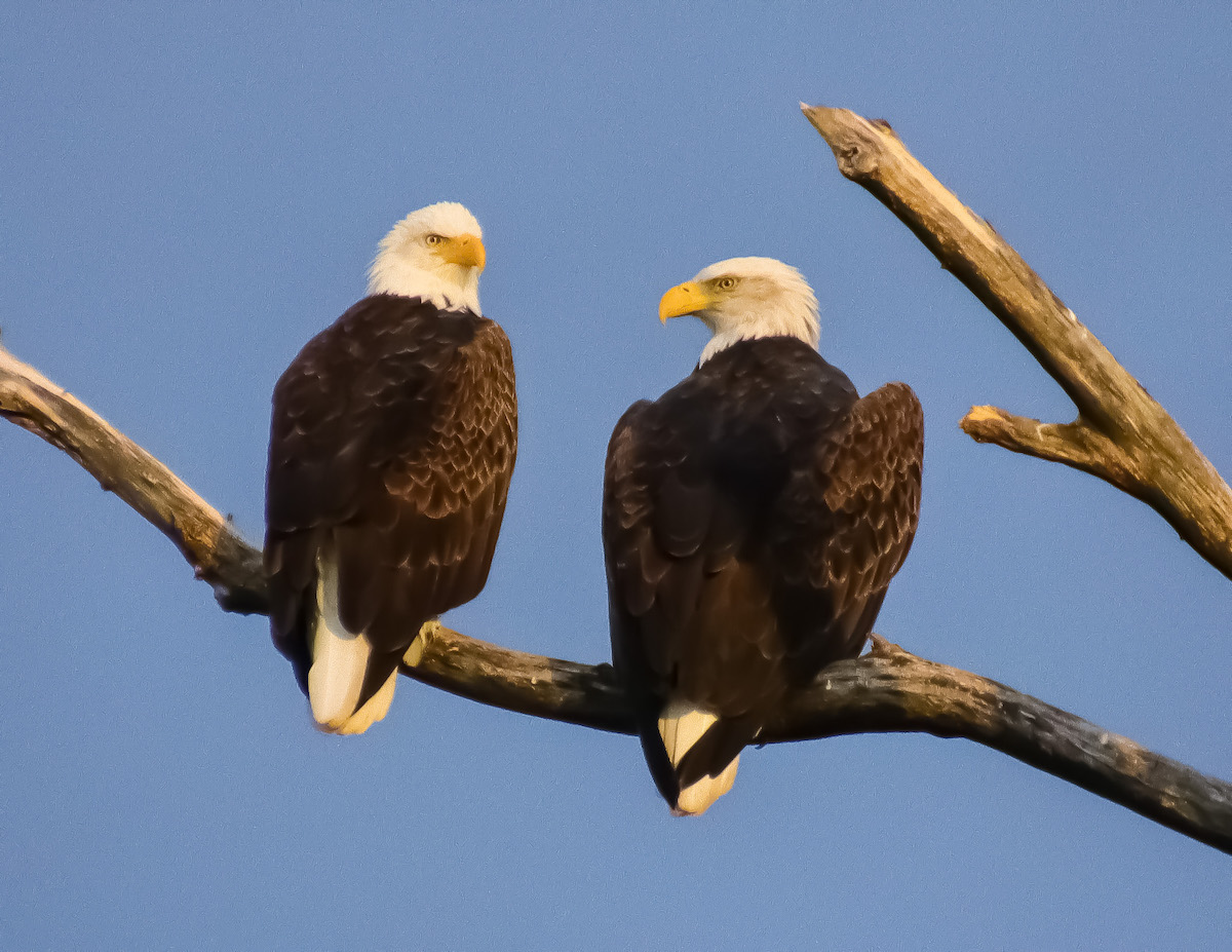 11 Increíbles lugares de observación de águila a lo largo del río Mississippi - 9