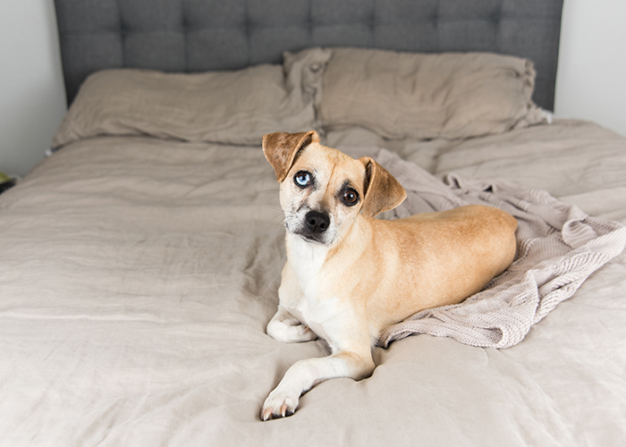 11 hoteles amigables con las mascotas a tu perro (y a ti) te encantará - 13