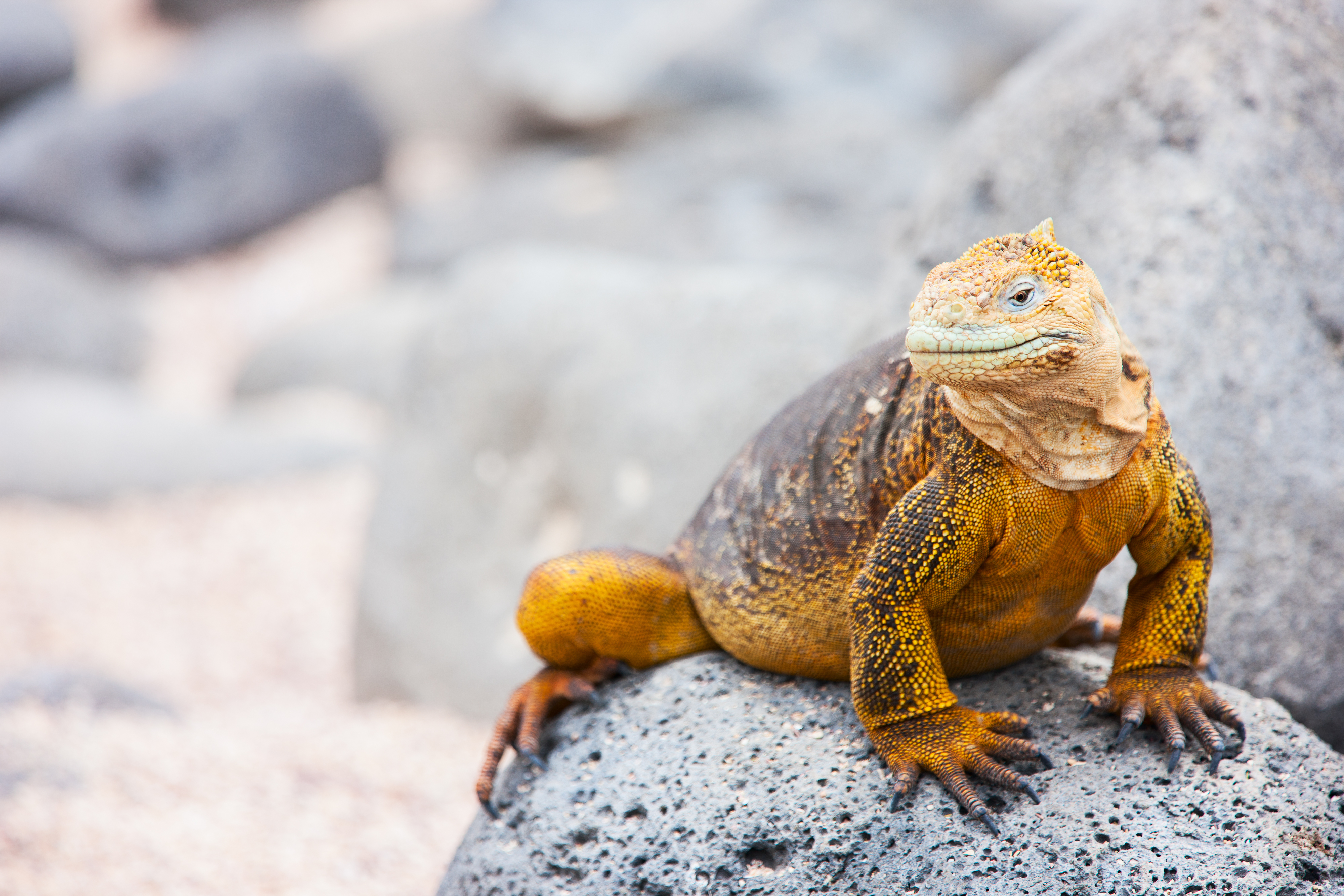 10 animales más geniales de Galápagos - 23