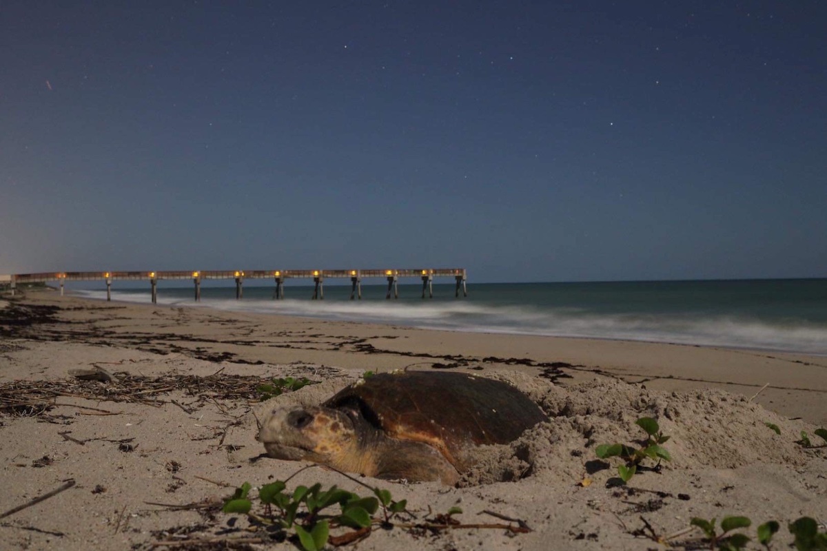 ¿Te encantan las tortugas marinas? Estas luces de colores a lo largo de la costa de Florida están ayudando a salvarlas - 9