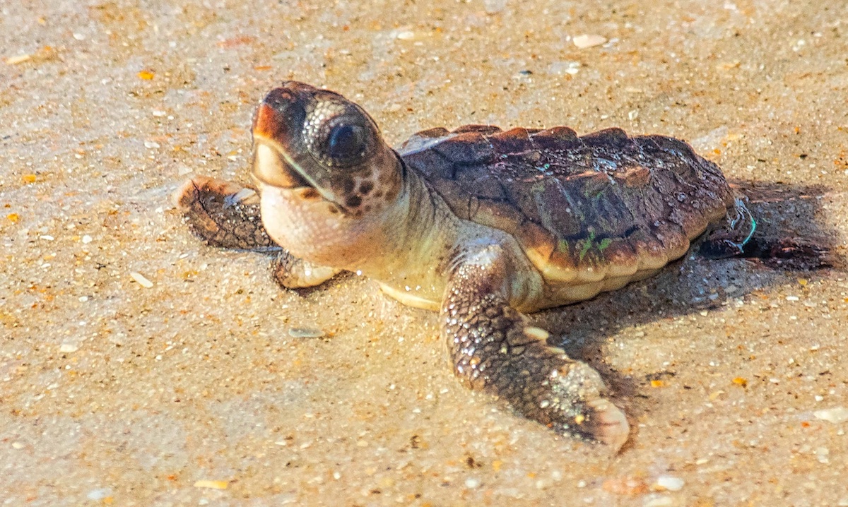 ¿Te encantan las tortugas marinas? Estas luces de colores a lo largo de la costa de Florida están ayudando a salvarlas - 11