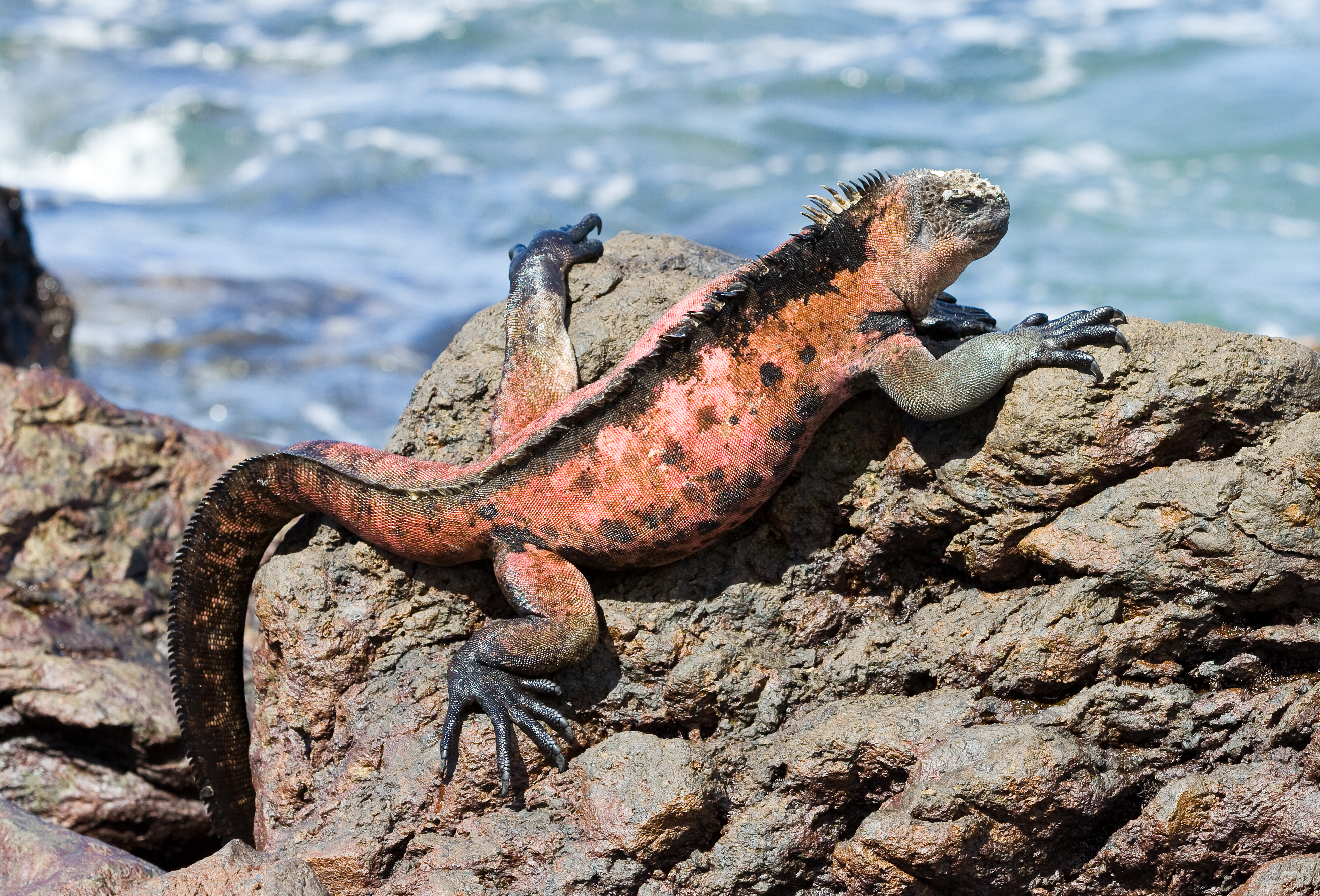 10 animales más geniales de Galápagos - 13