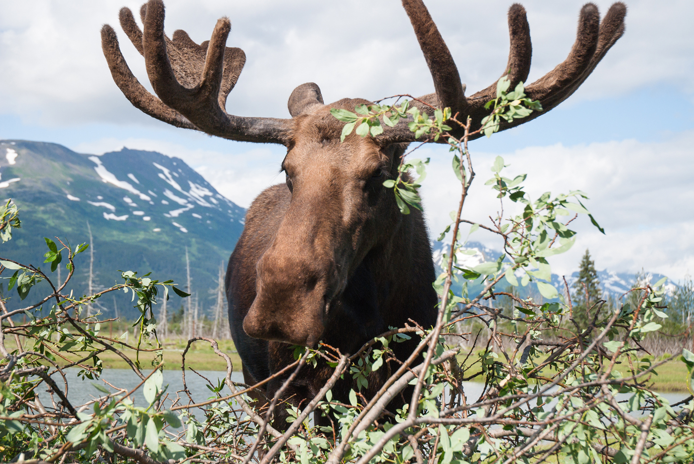 Los mejores viajes de día de Alaska de Anchorage - 13