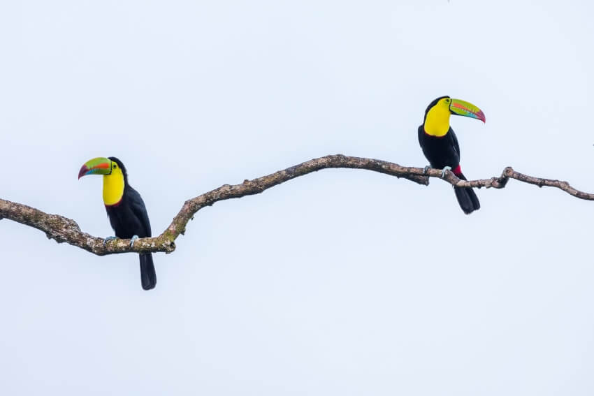 22 animales de Costa Rica más impresionantes y únicos - 11