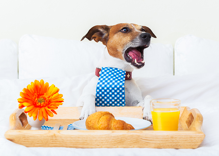 11 hoteles amigables con las mascotas a tu perro (y a ti) te encantará - 19