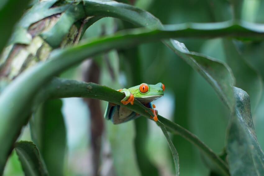 22 animales de Costa Rica más impresionantes y únicos - 41