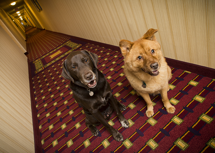 11 hoteles amigables con las mascotas a tu perro (y a ti) te encantará - 7