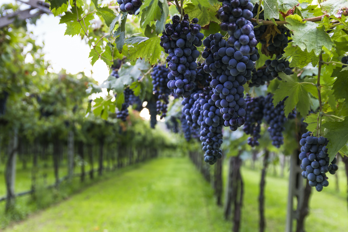 9 cosas que debe saber antes de inscribirse para recoger uvas durante la cosecha de vino - 9