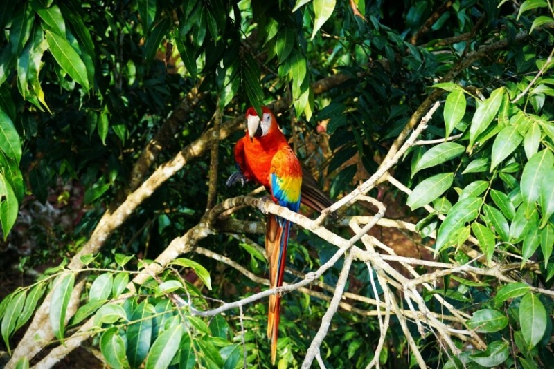 22 animales de Costa Rica más impresionantes y únicos - 7