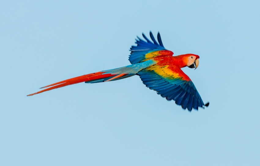 22 animales de Costa Rica más impresionantes y únicos - 355