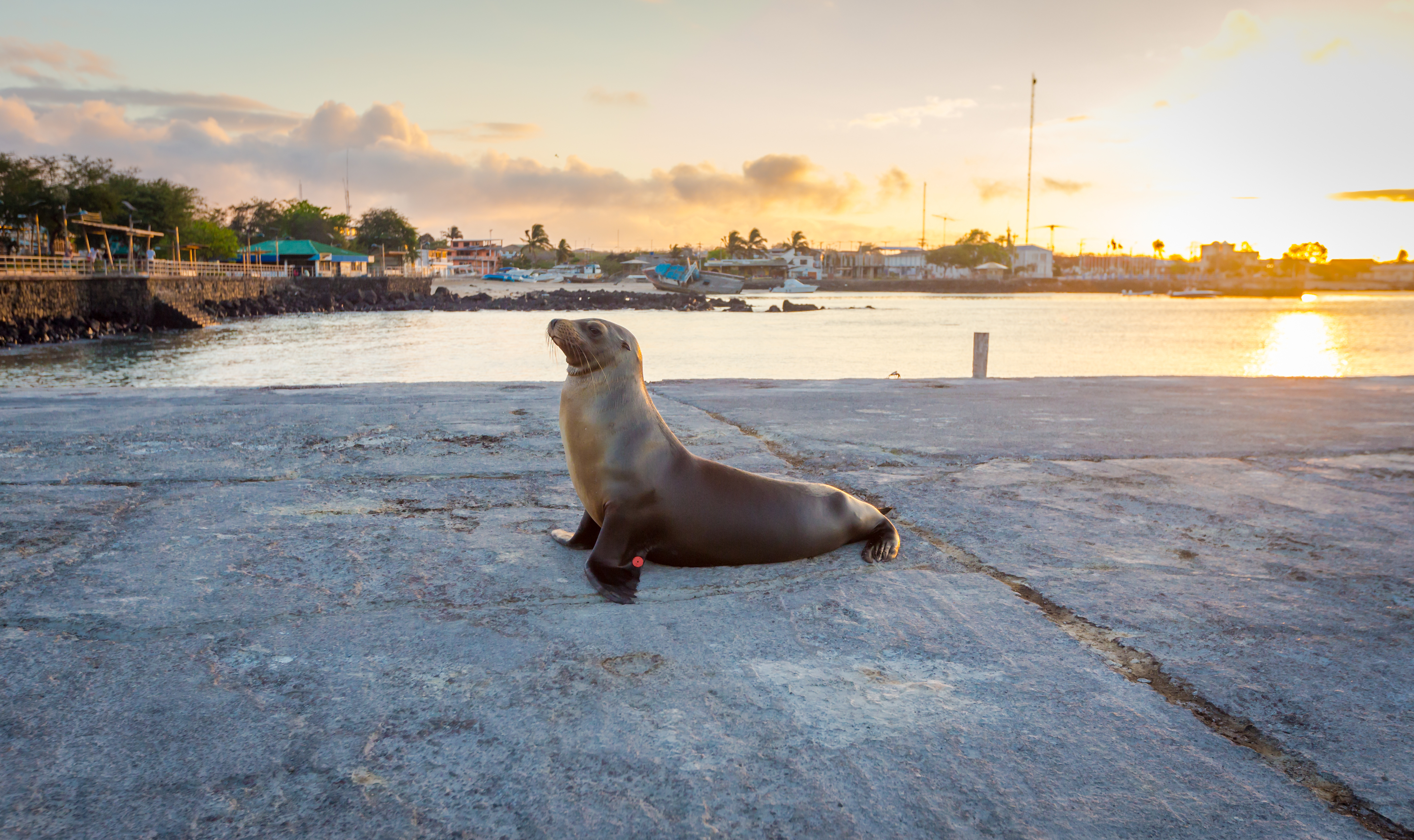 10 animales más geniales de Galápagos - 19