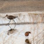 Cheyenne Bottoms preserva dar la bienvenida a miles de pájaros esta primavera