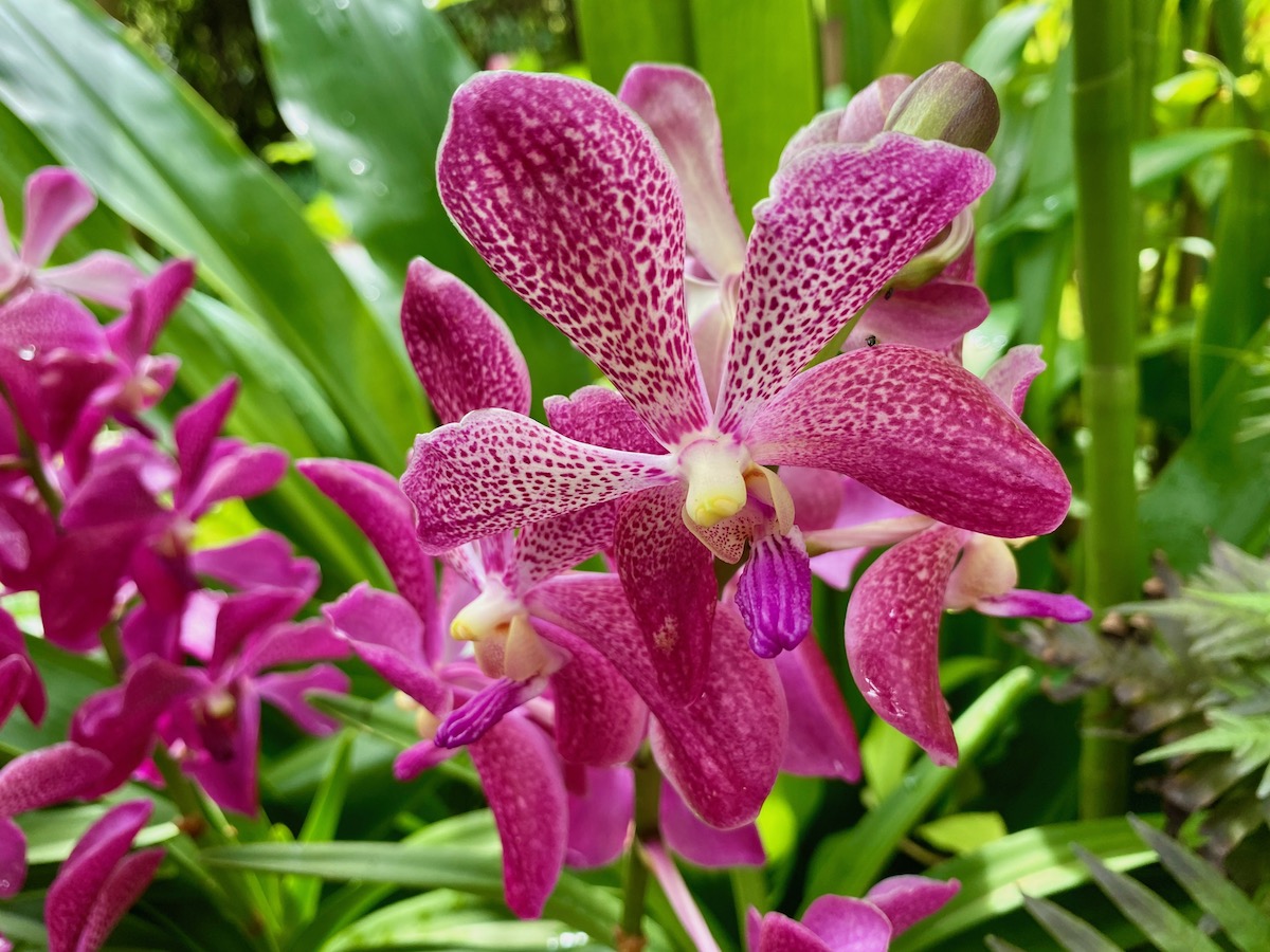 Por qué debes visitar los hermosos jardines botánicos de Singapur dos veces - 7