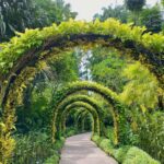 Por qué debes visitar los hermosos jardines botánicos de Singapur dos veces