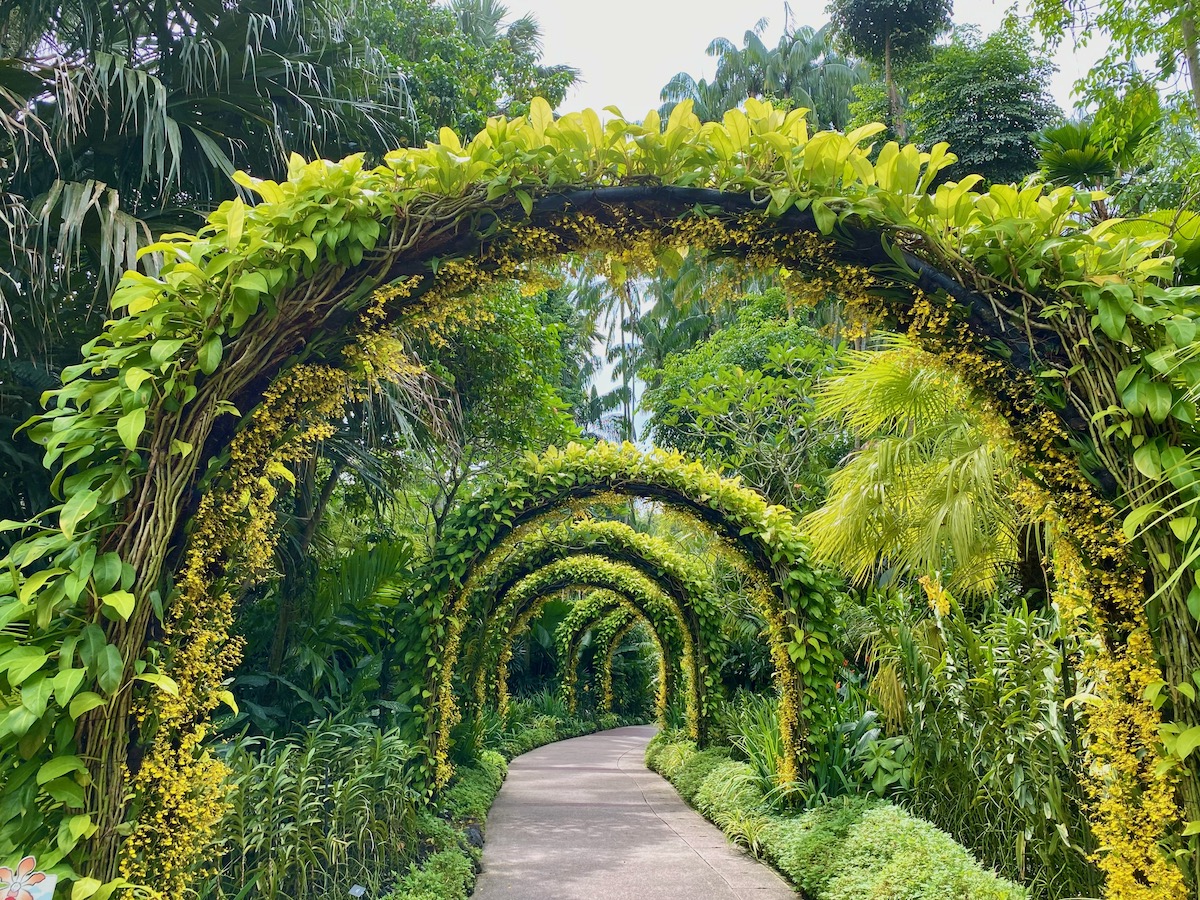 Por qué debes visitar los hermosos jardines botánicos de Singapur dos veces - 9