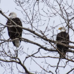 11 Increíbles lugares de observación de águila a lo largo del río Mississippi