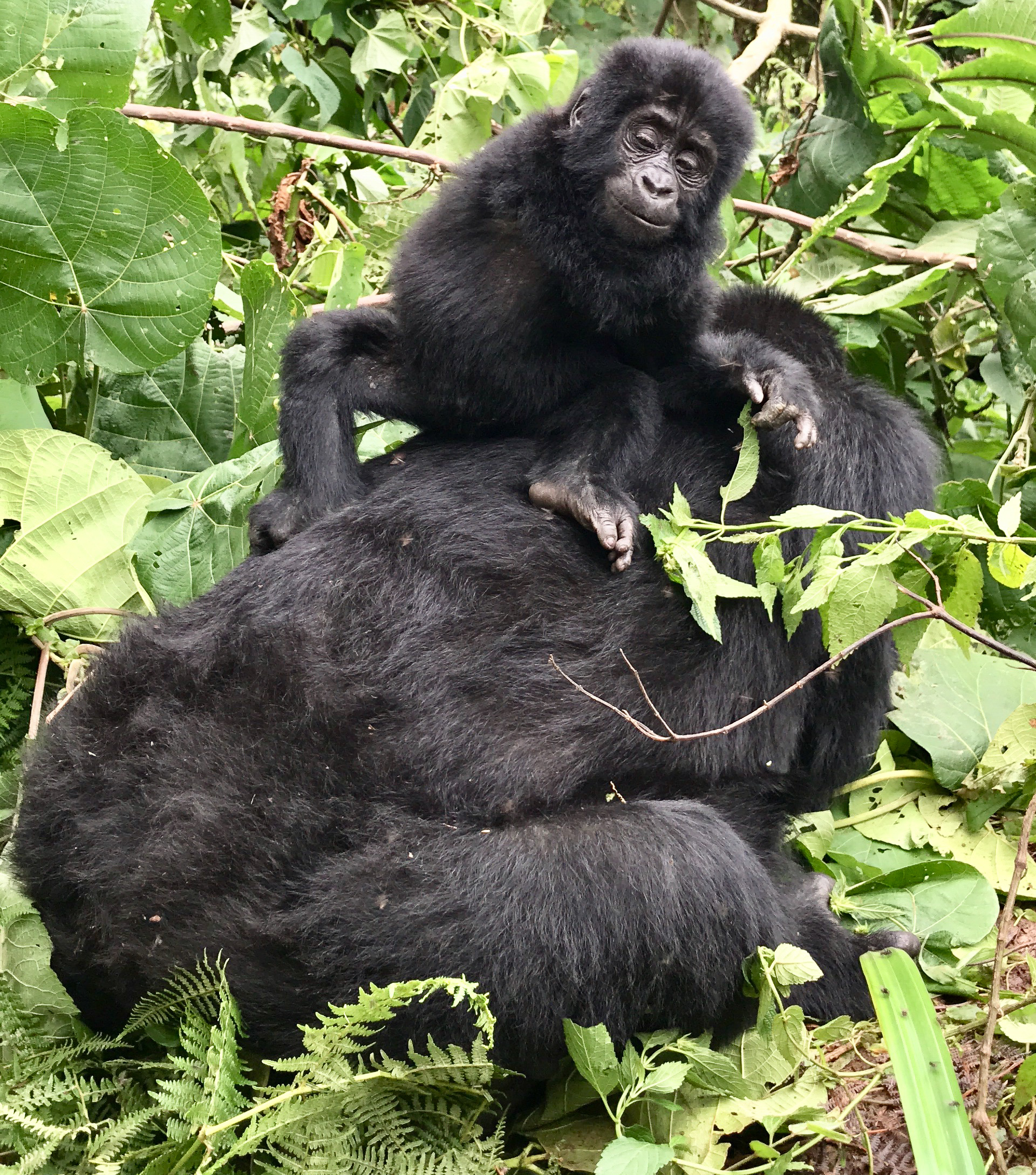 Finalmente fui a caminar por gorila en Uganda y valió la pena la espera - 13