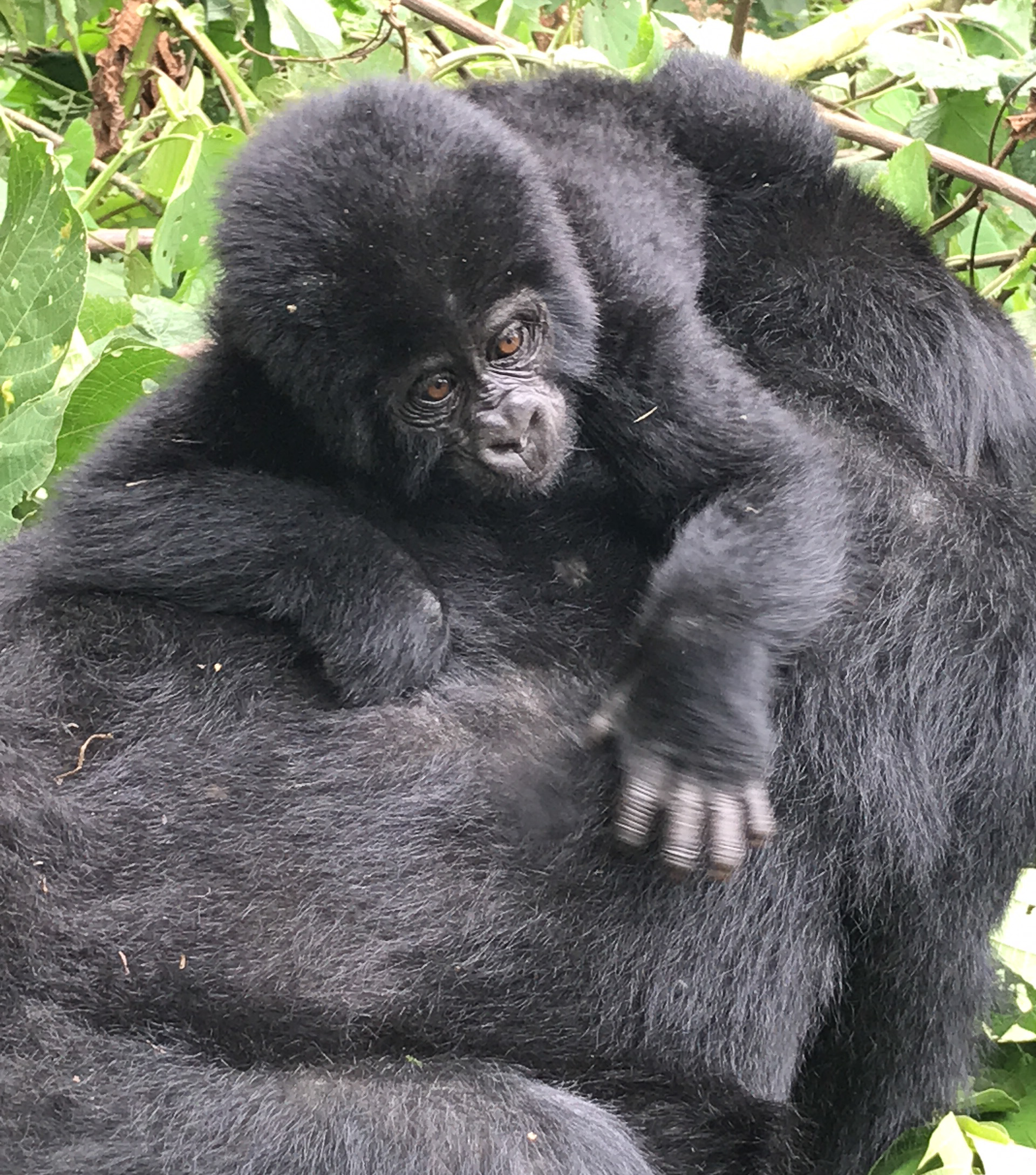 Finalmente fui a caminar por gorila en Uganda y valió la pena la espera - 9