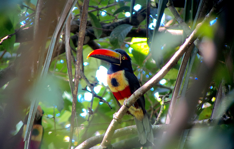 8 consejos para explorar el Parque Nacional Manuel Antonio, la joya de la corona de Costa Rica - 15