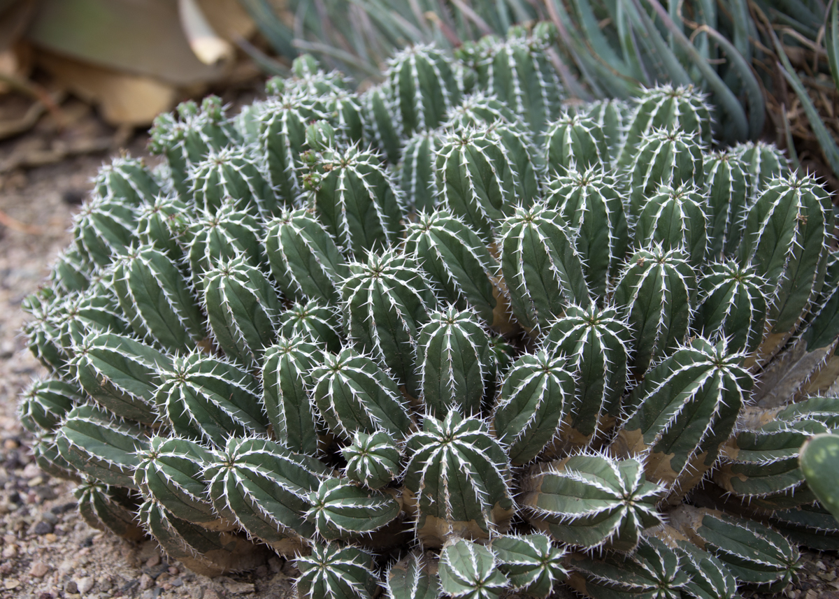 11 consejos para visitar el jardín botánico del desierto - 21