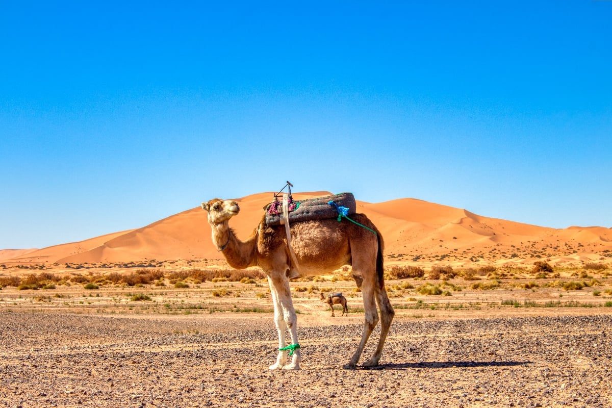 Un paraíso para el fotógrafo: 14 mejores lugares para capturar en Marruecos - 17