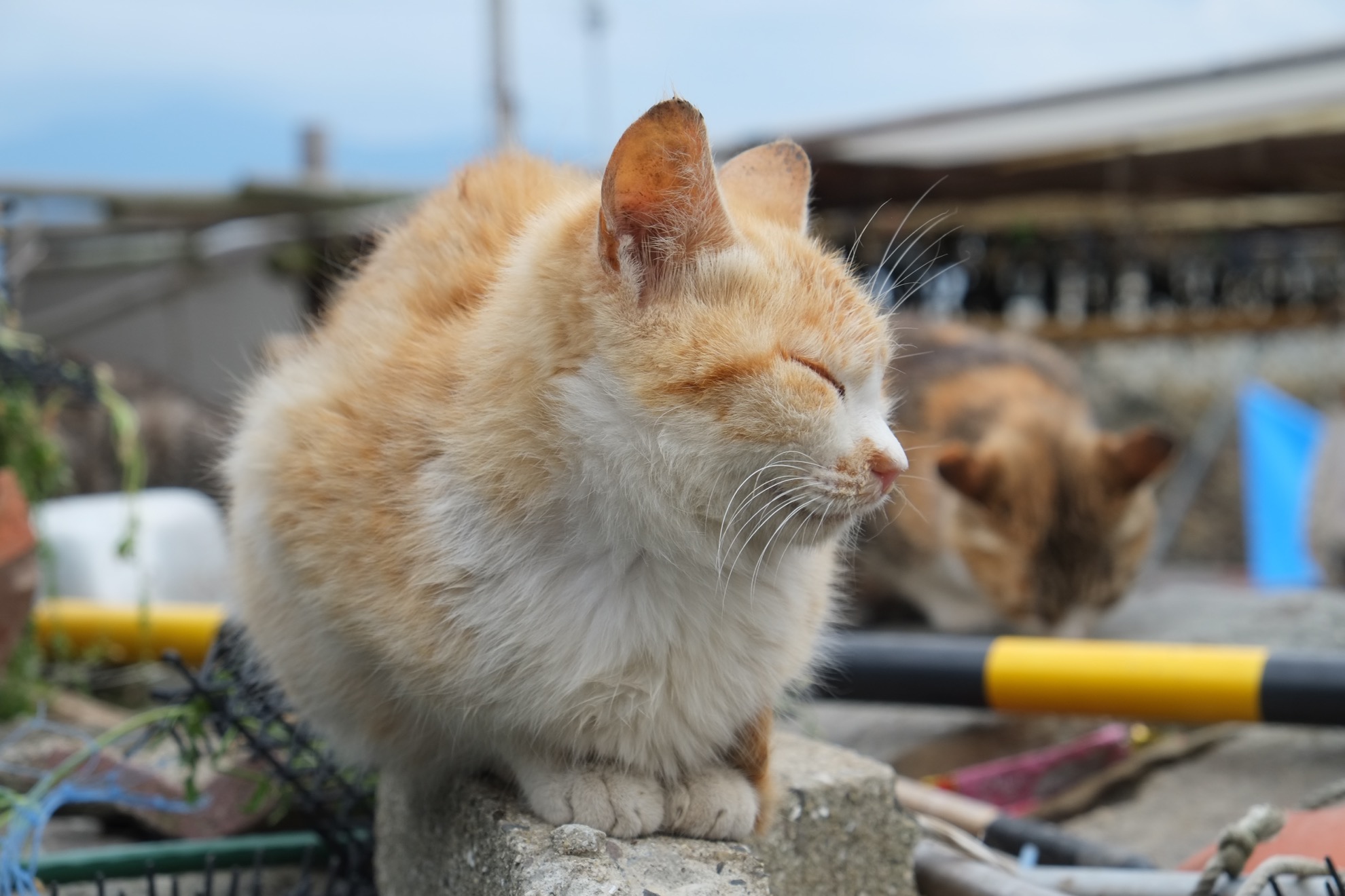 Conoce a Cat Island de Japón: un paraíso para el ronroneo para los amantes de los gatos - 9