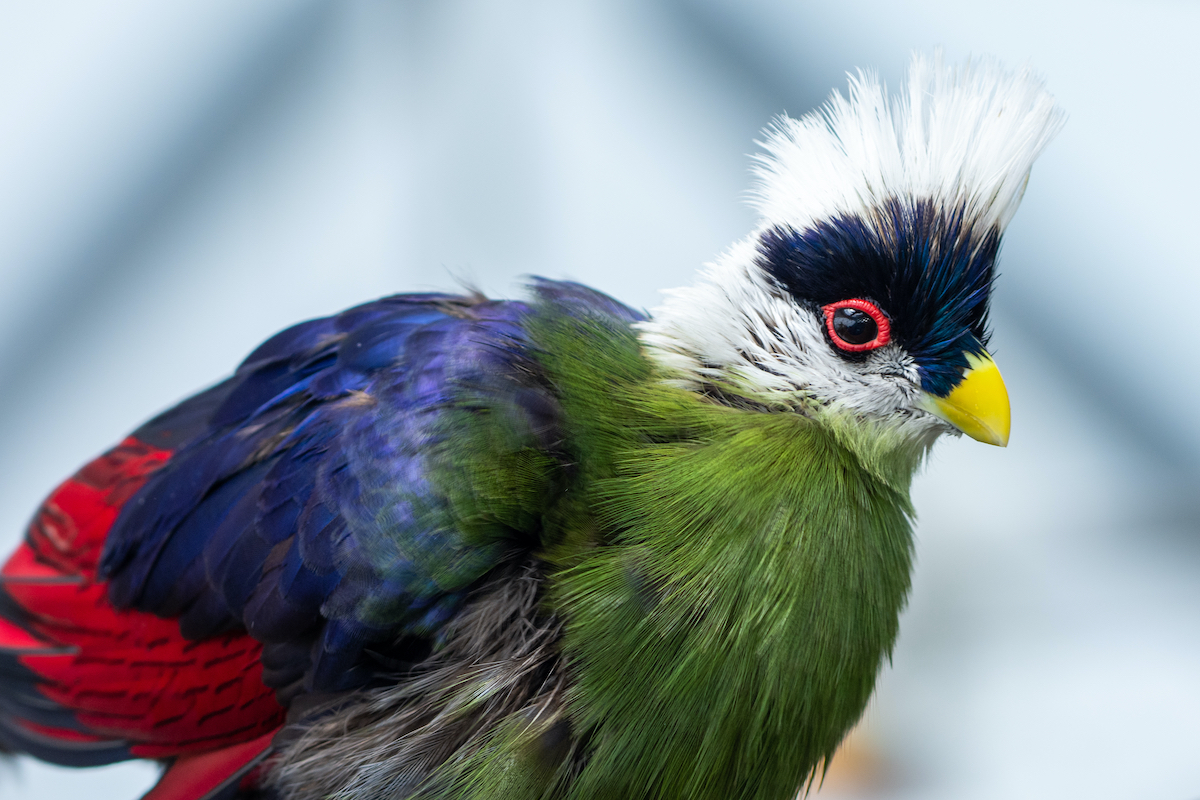 12 aves impresionantes para detectar mientras están en safari - 21